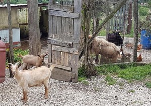 Agriturismo Cisogna
