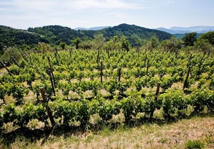 Agriturismo La Burlanda