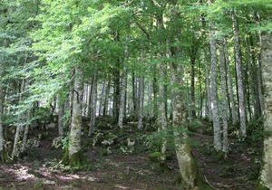 Apartamentos Zabalarena Ola