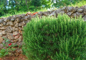 Apartments Anita (67041-A3) - Nerezine - island Losinj