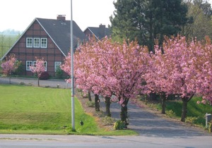 Apartment Jork - Altes Land near Hamburg
