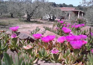 APARTMENT VILLA DEGLI ULIVI AND ROSE 300m FROM THE SEA, MARINA DI OROSEI