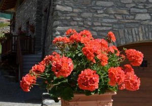 Appartamento Con Giardino