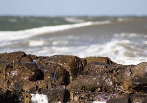 Arachania al Mar