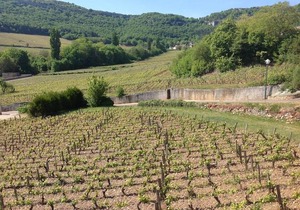 Au Pied des Vignes