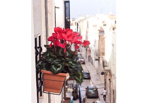 B & B Maria Chiara "Gardenia"