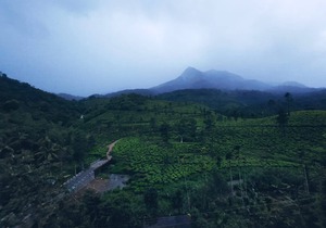 Bungalow with Tea Garden View