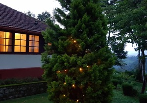 Bungalow with Tea Garden View