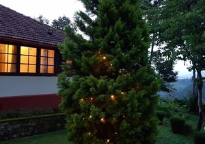 Bungalow with Tea Garden View