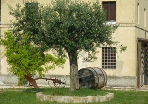 Casale Oliva in a landscape of oaks, olive e cherry trees