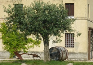 Casale Oliva in a landscape of oaks, olives and cherry trees