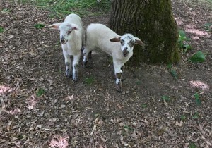 Couanac , gite familial à la campagne avec piscine