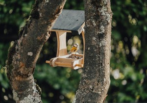 Eco Lodge Le Grand Nichet