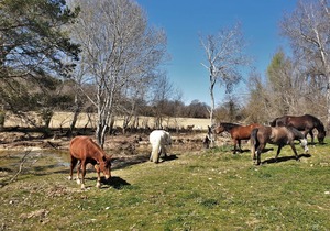 Ferme Equestre Les Coccinelles, le Gîte Rural