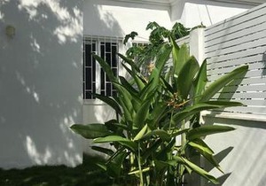 Filrentas Tulum