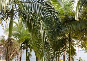Find a quiet Beach resort at Rushel Kivu Resort!