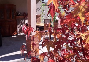 Garden House Akhaltsikhe