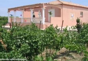 Gite 3 in the heart of 6 acres of vineyard - Saint-Laurent-de-la-Salanque