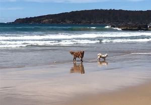 ***Heaven No 1, 100% Pet Friendly Beach House***