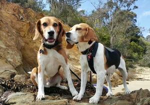 ***Heaven No 1, 100% Pet Friendly Beach House***