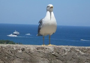 Holiday house Barano d'Ischia for 4 persons with 1 bedroom - Holiday house