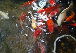 HOVI HOANG CAU 3