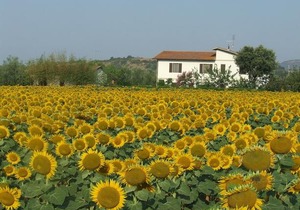 Il Punto Verde