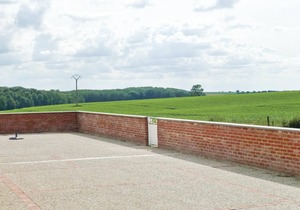 Les Renoncules des Champs