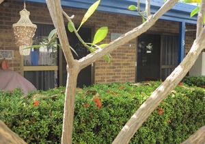 Magnetic Shores Unit 3 - Delightful tropical getaway across the road to beautiful Alma Bay