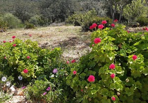 Quinta da Jolanda-Happy Family Farm: 1 Bed Apartment