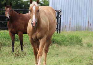 Rising Star @ RockinStarRanch