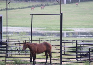 Rising Star @ RockinStarRanch