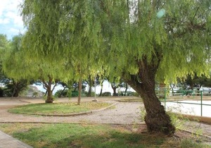Sainvi 6-9A