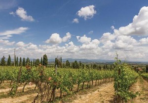 Sangiovese 4