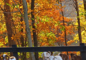 Serenity and Adventure on Historic Blue Ridge Farm