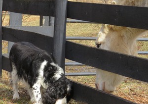 Serenity and Adventure on Historic Blue Ridge Farm