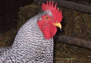 Serenity and Adventure on Historic Blue Ridge Farm