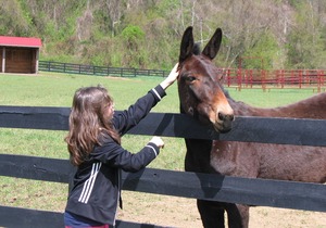 Serenity and Adventure on Historic Blue Ridge Farm