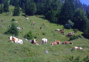 Triple Room - Hotel-Gasthof Alpenblick
