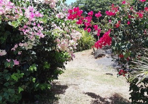 Villa Zoli z´oiseau - Holiday House with pool in Cap Malheureux