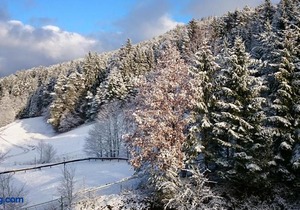 Waldblick Baiersbronn