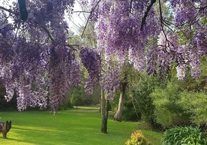 Wisteria Cottage Augusta