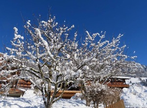 Moosbrunn | Alpbach