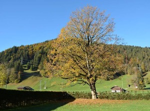 Oberland | Zweisimmen Nr Gstaad
