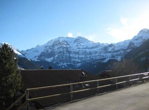 Arnika | Lenk