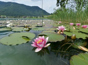 Bergseeblick Ticklhof See | Kufstein