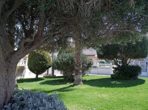 Tamarix | Torrevieja