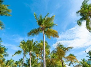 Courtyard | Isla Verde