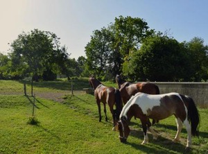 Farm Stay Zevnik | Catez ob Savi