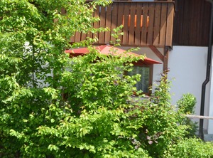 Wildgatter | Grafenwiesen